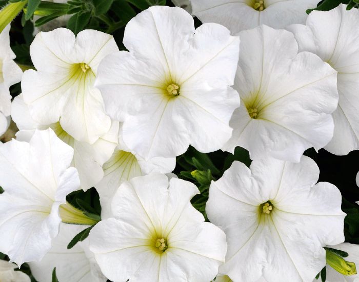 Petunia zwisająca biała pachnąca Petunia hybrida