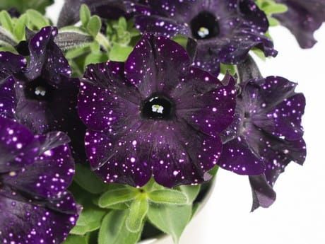 Petunia zwisająca &#39;Mystery Sky&#39; Petunia hybrida