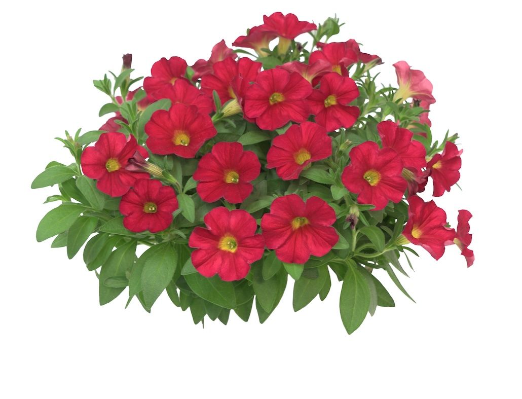 Petunia zwisająca &#39;The Power Sisters Red Runa&#39; Calibrachoa x Petunia