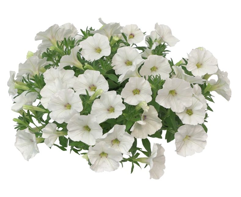 Petunia zwisająca &#39;The Power Sisters Wonder Wandy&#39; Calibrachoa x Petunia