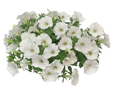 Petunia zwisająca 'The Power Sisters Wonder Wandy' Calibrachoa x Petunia