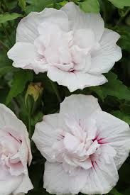Hibiskus syryjski &#39;China Chiffon&#39; Hibiscus syriacus