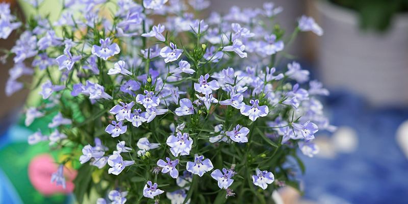 Lobelia zwisająca Błękitna zatoka
