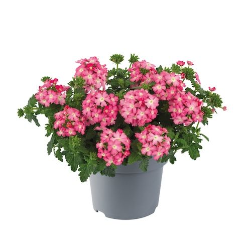 Werbena zwisająca ‘Firehouse™ Pink’ Verbena