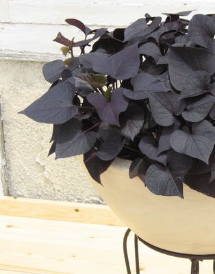 Ipomea Wilec ciemnolistna sercolistna Ipomoea