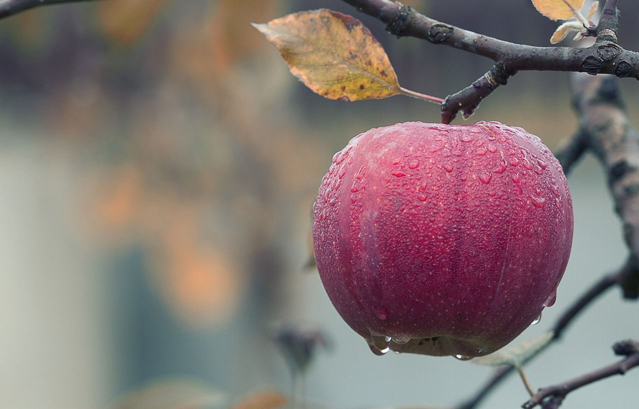 Jabłoń &#39;Melrose&#39; Malus domestica