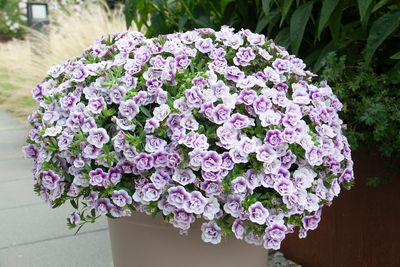 Mini Surfinia Calibrachoa MiniFamous® Uno Double LavTastic