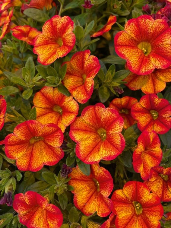 Mini Surfinia Kalibrachoa Bakari® Calibrachoa