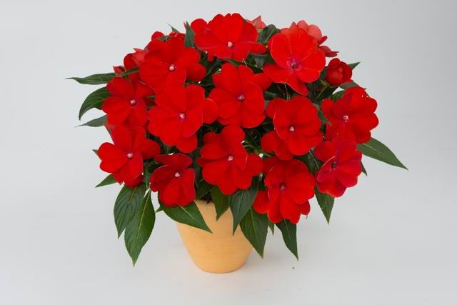 Niecierpek nowogwinejski czerwony Impatiens