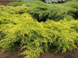 Jałowiec pfitzera &#39;Old gold&#39; Juniperus pfizeri