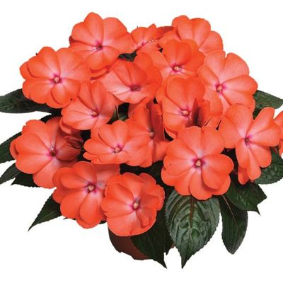 Niecierpek nowogwinejski łososiowy Impatiens