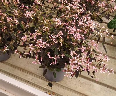 Wilczomlecz Gipsówka &#39;Shades in Pink&#39; Euphorbia