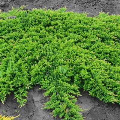 Jałowiec płożący &#39;Green Carpet&#39; Juniperus horizontalis
