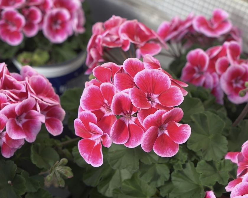 Pelargonia stojąca hybrydowa &#39;Ylenia&#39; Pelargonium interspecyfic