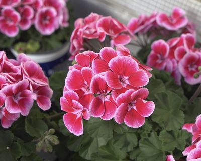Pelargonia stojąca hybrydowa &#39;Ylenia&#39; Pelargonium interspecyfic