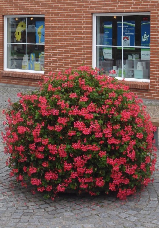 Pelargonia zwisająca malinowa Pelargonium peltatum