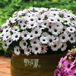 Stokrotka afrykańska Santorini Osteospermum