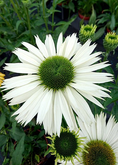 Jeżówka &#39;Virgin&#39; Echinacea hybrida