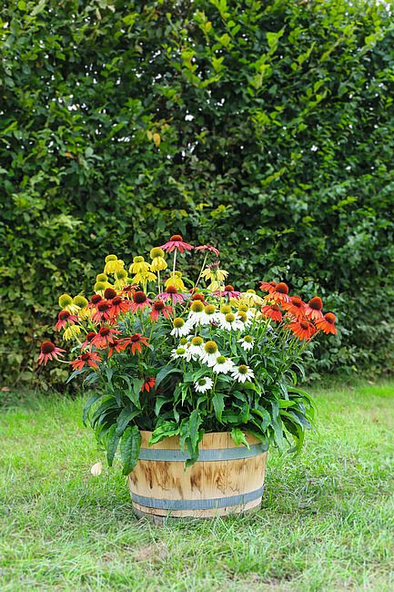 Jeżówka &#39;Prairie Splendor Mix&#39; Echinacea hybrida