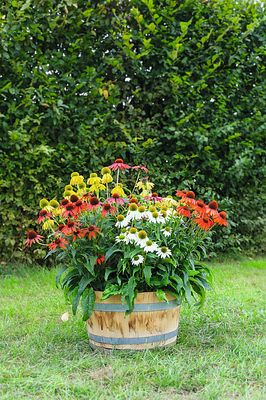 Jeżówka &#39;Prairie Splendor Mix&#39; Echinacea hybrida