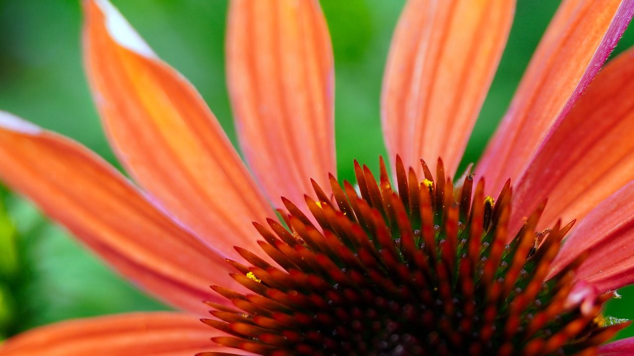 Jeżówka &#39;Prairie Blaze Orange Sunset&#39; Echinacea hybrida