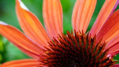 Jeżówka &#39;Prairie Blaze Orange Sunset&#39; Echinacea hybrida