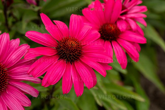 Jeżówka &#39;Wild Romance&#39; Echinacea hybrida