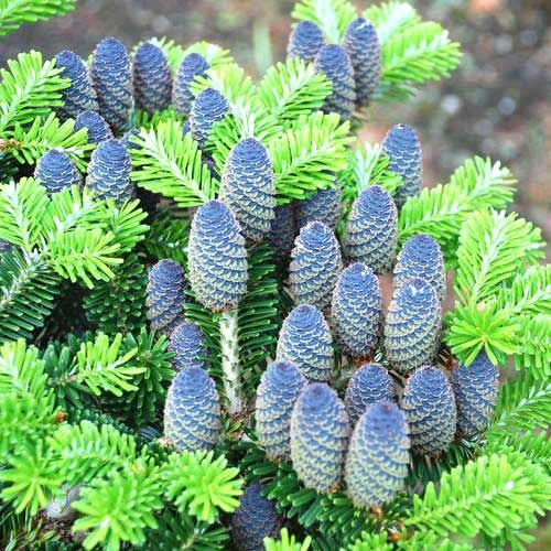 Jodła koreańska Abies koreana
