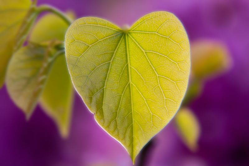 Judaszowiec &#39;Hearts of Gold&#39; Cercis canadiensis