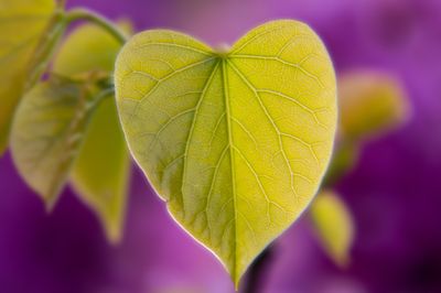 Judaszowiec &#39;Hearts of Gold&#39; Cercis canadiensis