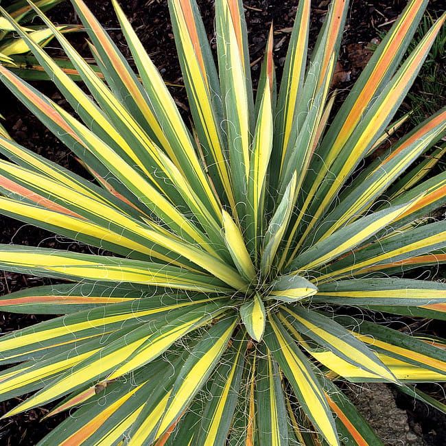 Juka 'Color Guard' Yucca filamentosa