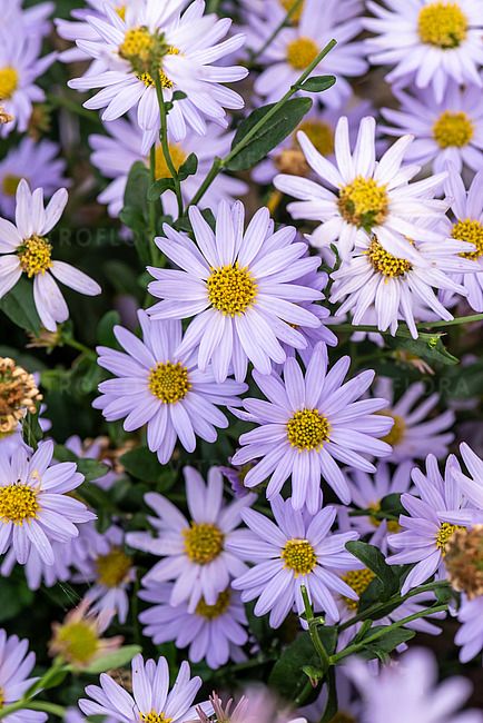 Kalimeris wciętolistna &#39;Blue Star&#39; Kalimeris incisa