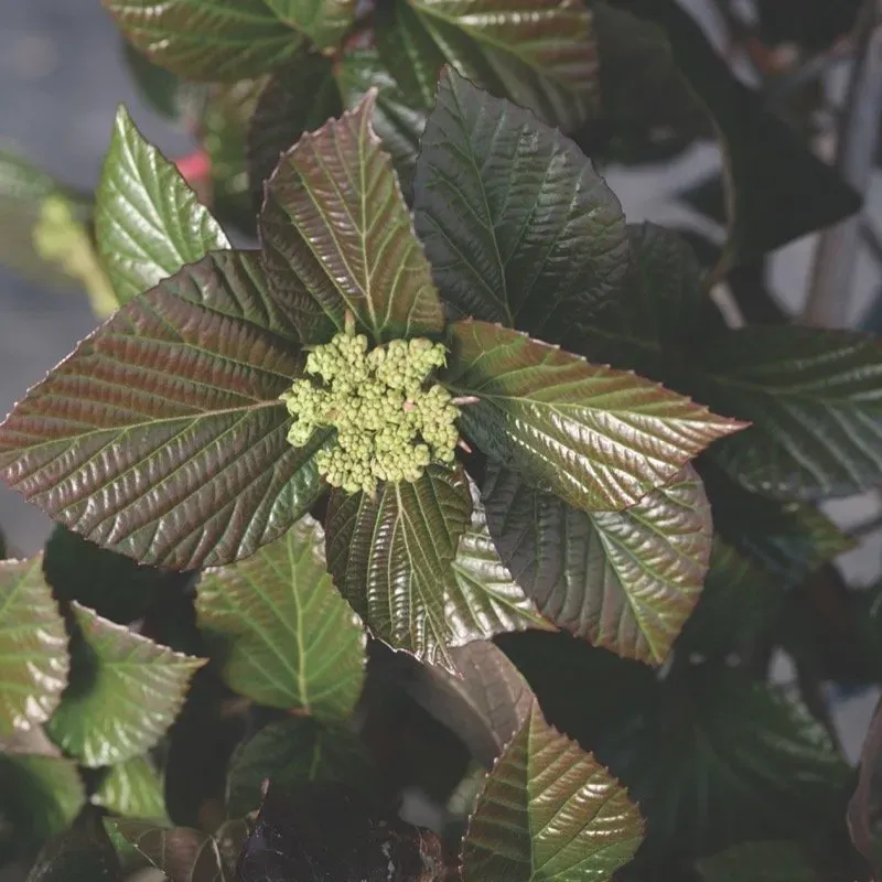 Kalina &#39;Shiny Dancer&#39; Viburnum