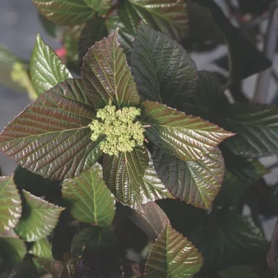 Kalina &#39;Shiny Dancer&#39; Viburnum