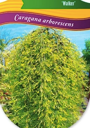 Karagana syberyjska na pniu &#39;Walker&#39; Caragana arborescens