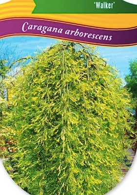 Karagana syberyjska na pniu &#39;Walker&#39; Caragana arborescens