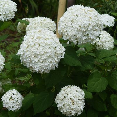Hortensje drzewiaste i dębolistne
