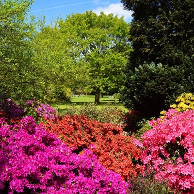 Azalie i Rododendrony
