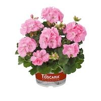 Pelargonie