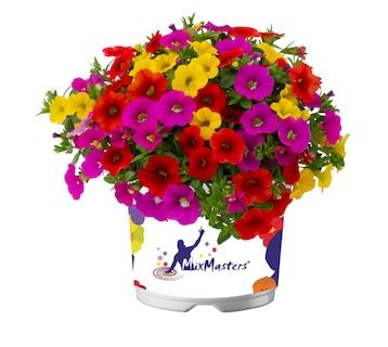 Calibrachoa/ Milion dzwonków