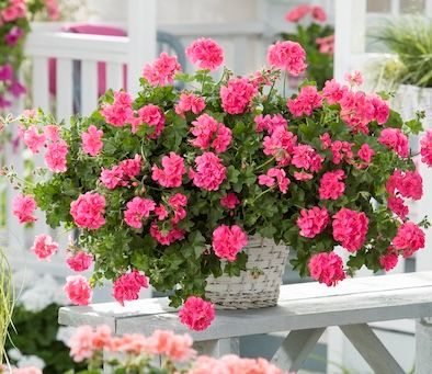 Pelargonie zwisające