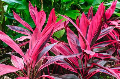 Kordylina Australijska &#39;Atom&#39; Cordyline