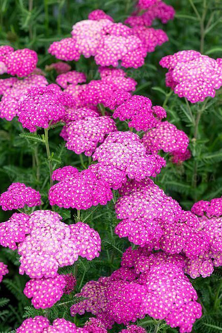 Krwawnik &#39;Skysail Bright Pink&#39; Achillea millefolium