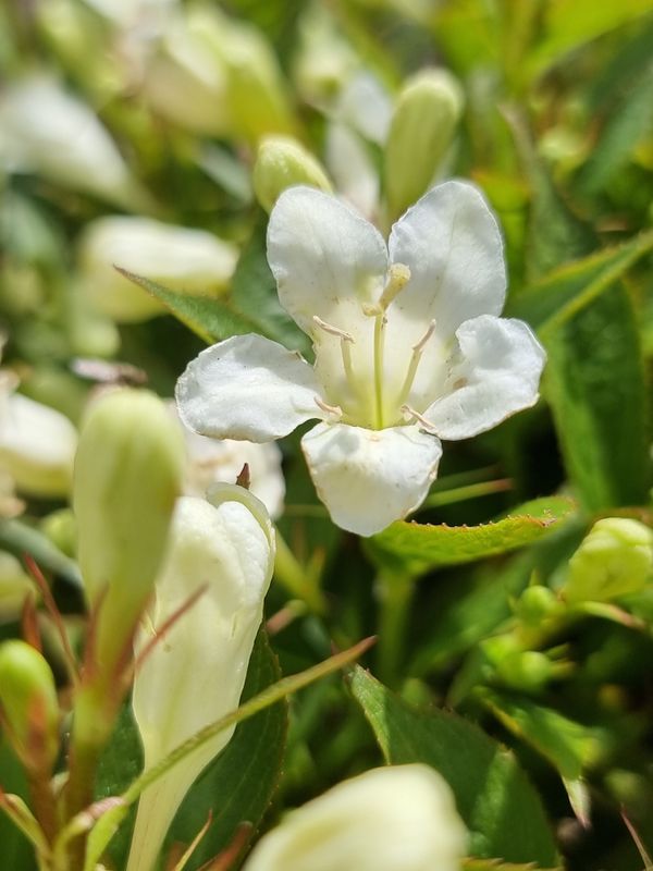 Krzewuszka &#39;Picobella Bianco&#39; Weigela