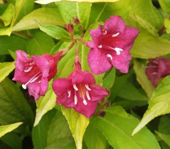 Krzewuszka cudowna &#39;Aurea&#39; Weigela florida