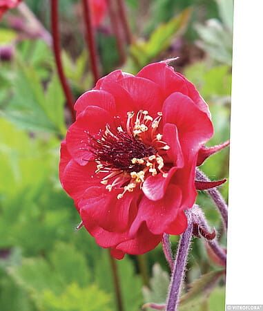 Kuklik &#39;Flames of Passion&#39; Geum hybrida
