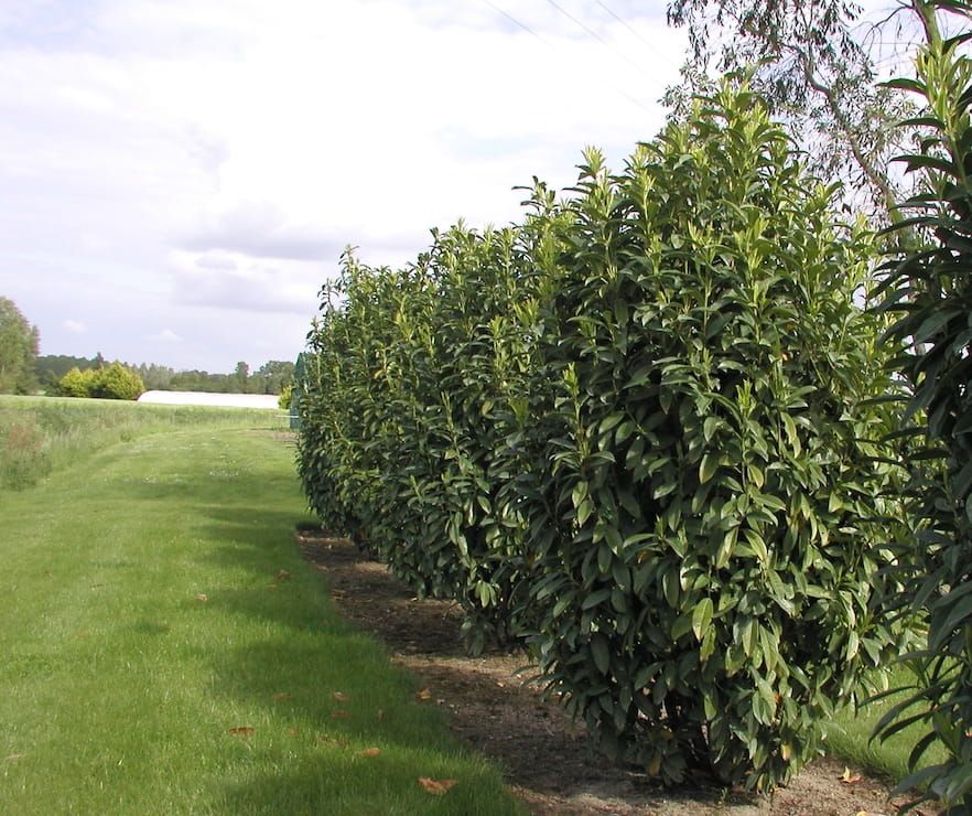 Laurowiśnia &#39;Genolia&#39; Prunus laurocerasus