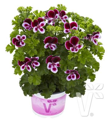 Pelargonia pachnąca grandeur odorata Anginka Pelargonium