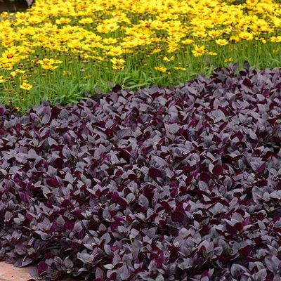 Alternatera 'Choco Chili' Althernathera