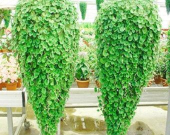 Dichondra Kocanka zielona wodospady